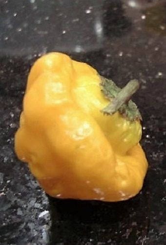 40 Yellow JAMAICAN HOT PEPPER Capsicum Annuum Scotch Bonnet Vegetable Seeds